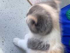 -宠瑞康动物医院