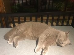 -more than meow吴止猫主题餐厅(承德 中船汇店)