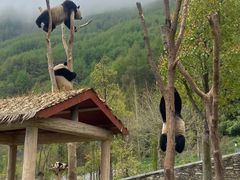 -卧龙中华大熊猫苑神树坪基地