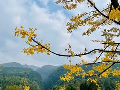 -武陵山森林公园