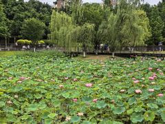 -沐仙湖湿地公园