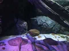 -暹罗海洋世界