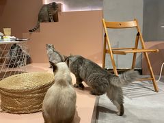 -猫儿山۰猫主题餐厅