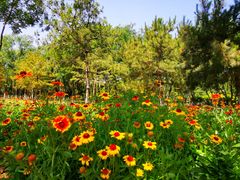 -大兴滨河森林公园