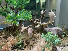 -北京麋鹿生态实验中心