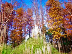 -上海长兴岛郊野公园