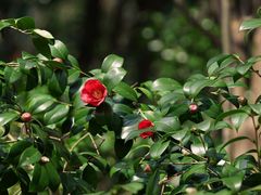 -西湖风景区-江洋畈生态公园