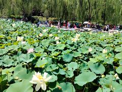 -莲花池公园