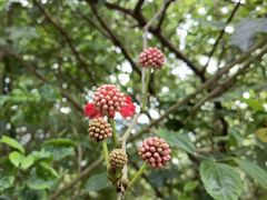 -华侨城湿地公园