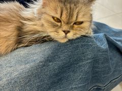 -平行世界·猫咖(首经贸店)