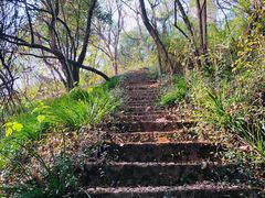 -上海佘山国家森林公园天马山园