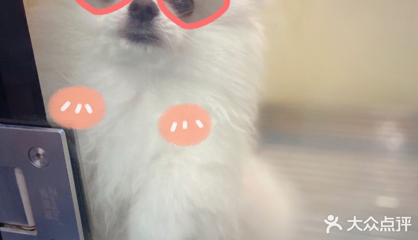 猫猫🐱狗狗🐶，更爱哪个？