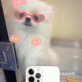 猫猫🐱狗狗🐶，更爱哪个？