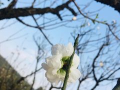 -南国桃园旅游度假区