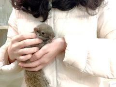 松鼠-藦茜花园宠物主题亲子互动体验馆(国顺东路店)
