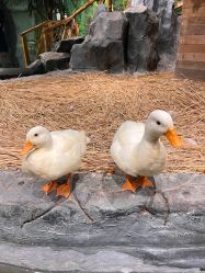 -Zoolung Zoolung动物主题公园(海信广场店)