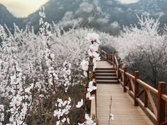 -大岭沟猕猴桃谷风景区