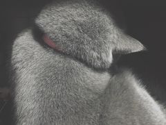 -贝利宠物医院·骨科·眼科·肿瘤转诊中心(南坪诊疗中心)
