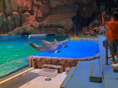 -芜湖新华联大白鲸海洋公园