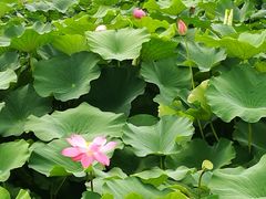 -荷塘月色湿地公园·向阳花洲
