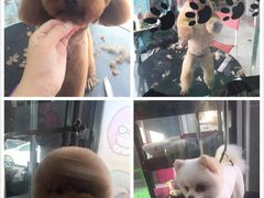 -萌萌喵宠物(百水芊城阅水坊店)