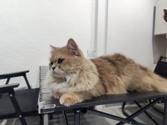 -琪喵猫屋·撸猫猫咖·猫舍