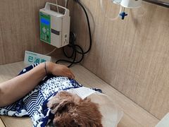 -北京观赏动物医院·24小时大型综合·猫专科·异宠专科