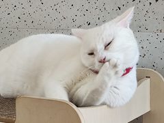 -有猫主题·治愈系猫咖(曾厝垵店)