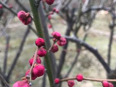 -香雪海
