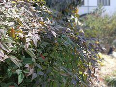-南京市民俗博物馆(甘熙故居)