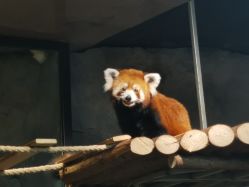 -Zoolung Zoolung动物主题公园(海信广场店)