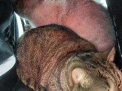 -中农国际动物医院24小时·猫科·骨科·急重症中心