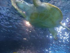 -太平洋海底世界