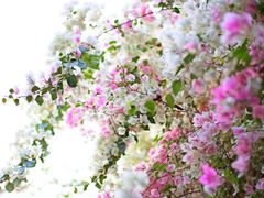 -深圳国际园林花卉博览园
