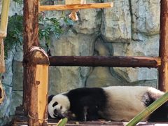 -泉州海丝野生动物世界