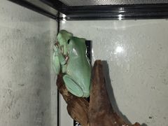 -酷以爬仙阁实体爬宠店·守宫·蜥蜴·专业繁育