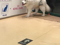 -瑞派·关忠动物医院·猫专科·犬专科(三环新城店)