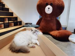 -瞄一喵猫咖(格力海岸店)
