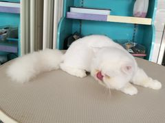 -北京观赏动物医院·24小时大型综合·猫专科·异宠专科