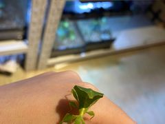 -正佳雨林生态植物园
