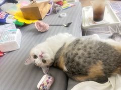 -小猫来了·猫咪专售(红山六九七九店)