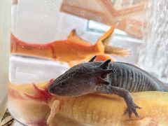 -汤姆熊欢乐世界(大连恒隆广场店)