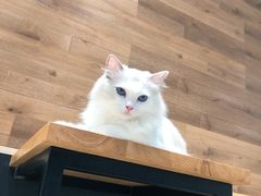 -瞄一喵猫咖(格力海岸店)