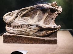 -自贡恐龙博物馆