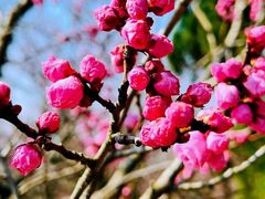-梅花山(明孝陵内)