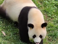 -卧龙中华大熊猫苑神树坪基地
