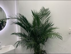 -AYO SALON