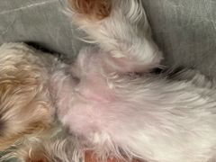 -钦宠·猫咪售卖·洗护·寄养(东圃旗舰店)