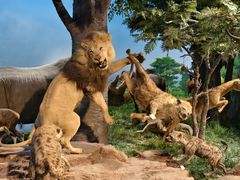 -国家自然博物馆