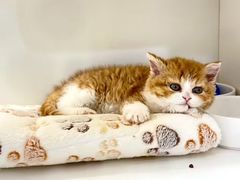 -小猫来了·猫舍(红山六九七九店)